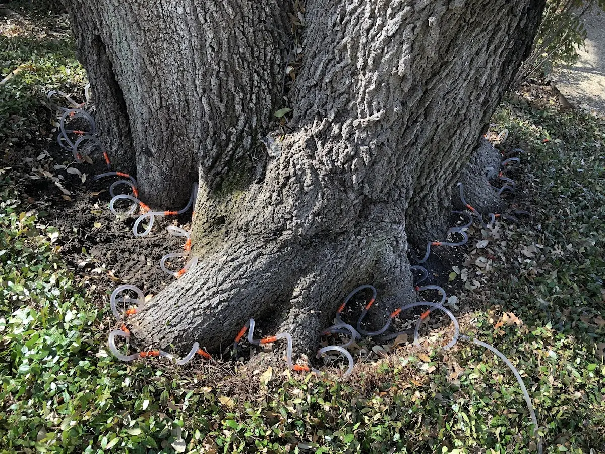 Detailed Tree Cabling and Bracing job site in Raton